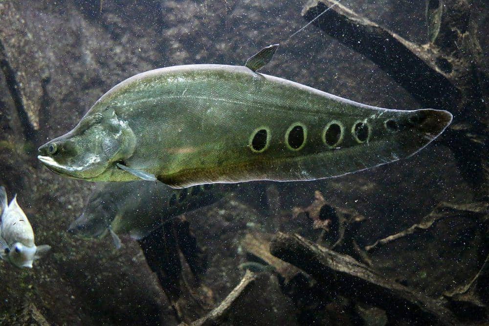 Mengenal 6 Spesies Ikan Belida di Dunia, Sebagian Ada di Ind | IDN Times