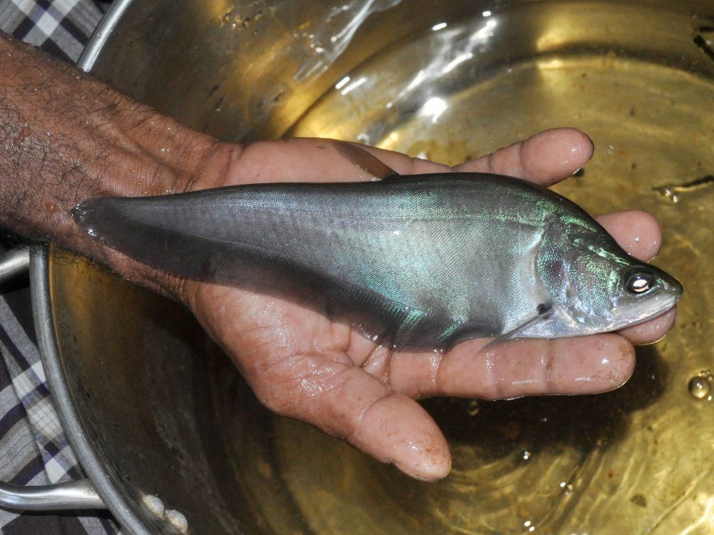 Ikan belida sumatra (commons.wikimedia.org/Abu Hamas)