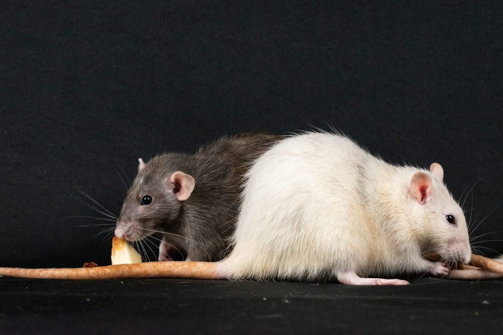 Apa Itu Hantavirus? Ini Penyebab, Gejala, dan Pengobatannya