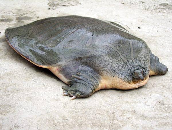 5 Fakta Labi-labi Besar, Beratnya Bisa Mencapai 200 Kilogram | IDN Times