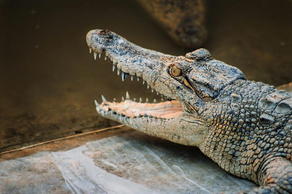 4 Fakta Ilmiah dari Taring Buaya, Bisa Tumbuh Lagi Meski Copot!