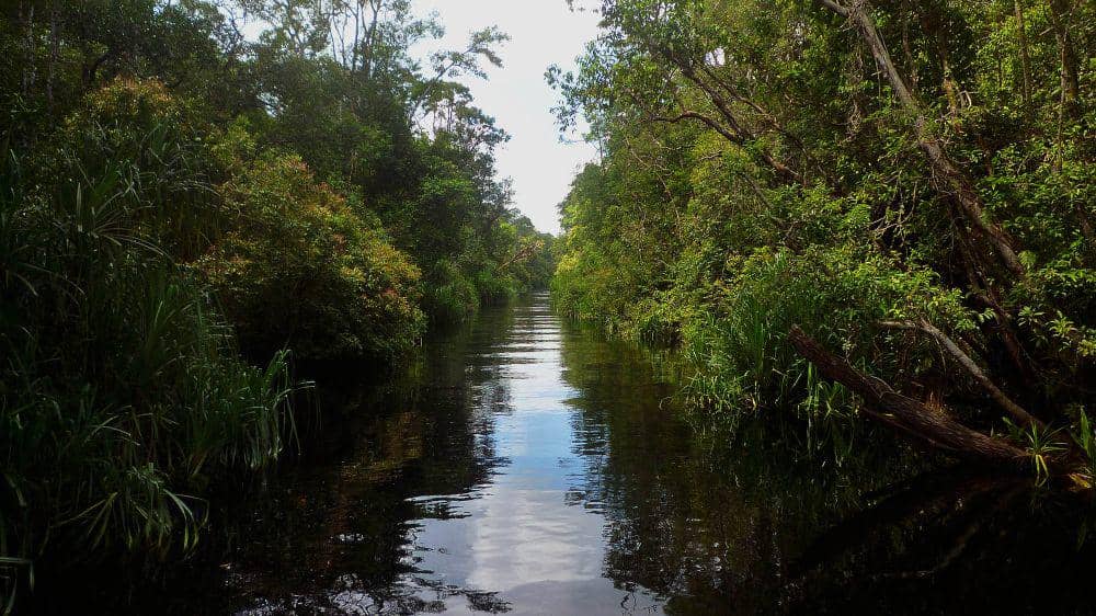 Taman Nasional Tanjung Puting (commons.wikimedia.org/Nanosanchez)