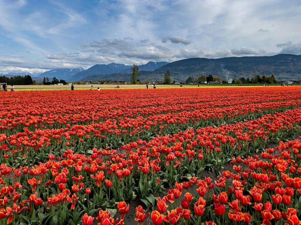 ilustrasi musim semi (pexels.com/Rajiv Krishnan)