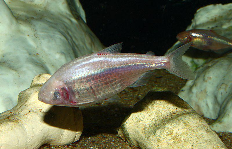 8 Fakta Unik Cavefish, Ikan yang Hidup dalam Kegelapan Total!