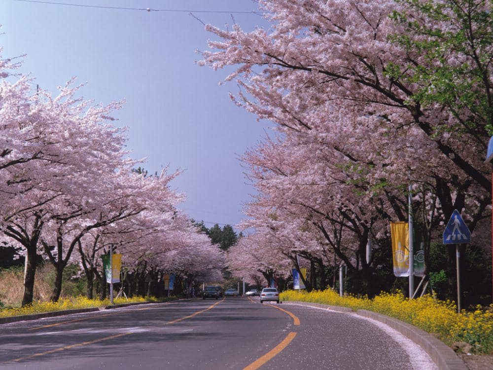 ilustrasi bunga sakura di Jeju (commons.wikimedia.org/Korean Culture and Information Service)