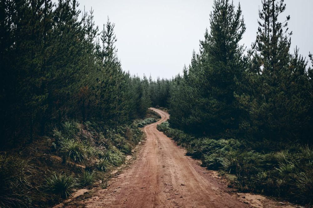 ilustrasi jalan setapak di tengah hutan (pexels.com/Micah Boerma)