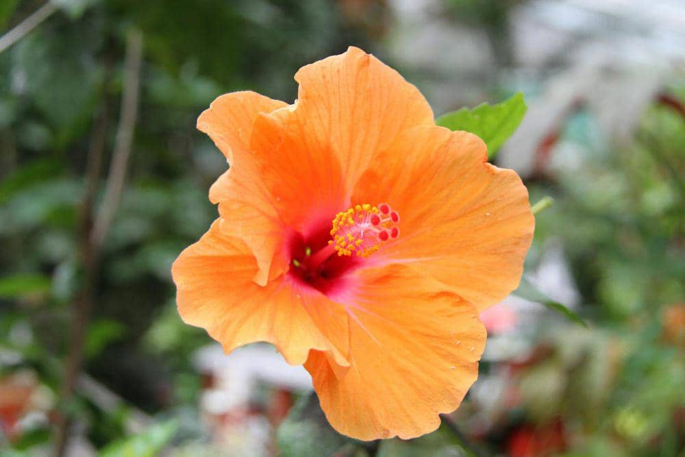 5 Fakta Menarik Bunga Hawaiian Hibiscus, Keindahannya Bikin | IDN Times