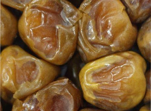 ilustrasi kurma sukari (commons.wikimedia.org/ Rushakhalid)