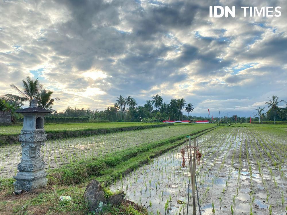 Hari Baik Hindu Bali 29 Juni 2025, Cocok Menanam Padi