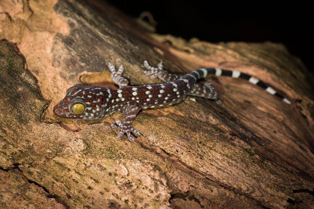 Chetko Insect 5 Spesies Cecak Unik dari Genus Gekko, Salah Satunya Bisa Te | IDN Times