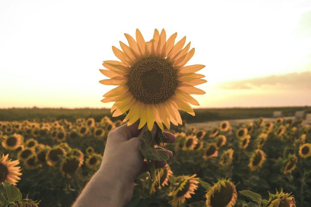 ilustrasi bunga matahari (unsplash.com/milan povovic)