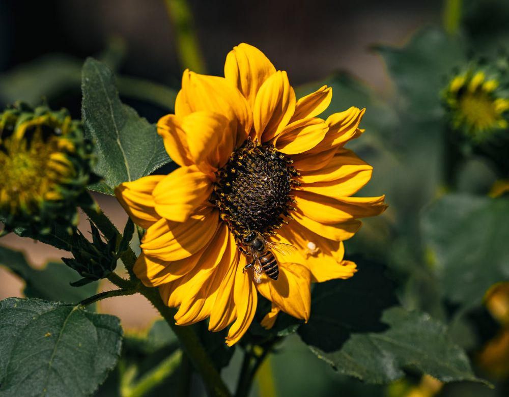 ilustrasi tanaman bunga matahari (pexels.com/Optical Chemist)