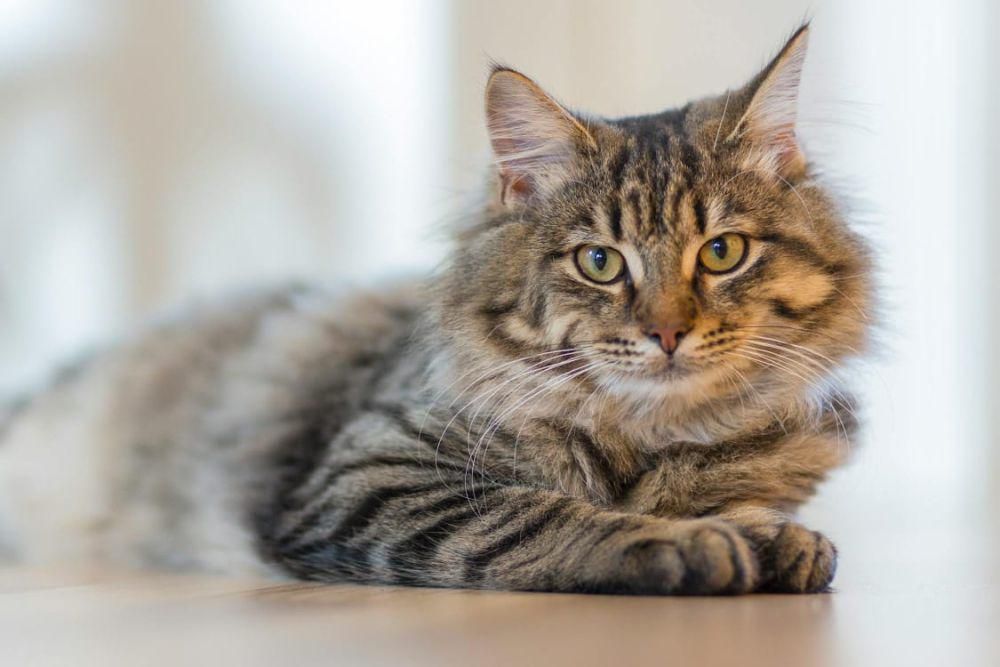 5 Tips Agar Kucing Mau Jadi Bestie Kamu, Biar Gak Dicuekin!