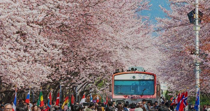Potret Jinhae Gunhangje Cherry Blossom Festival di Korea Selatan (jgfestival.or.kr)