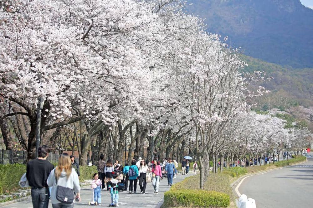 Potret bunga sakura bermekaran di Seoul Grand Park (instagram.com/seoulgrandpark)