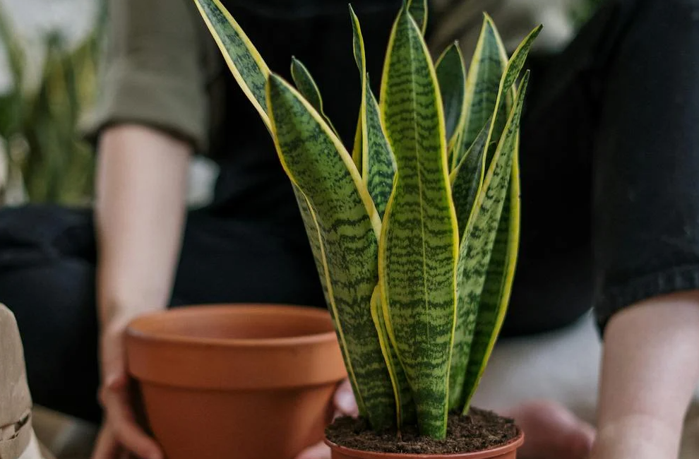 5 Tanaman Indoor yang Tetap Tumbuh Tanpa Ganti Pot Bertahun-tahun