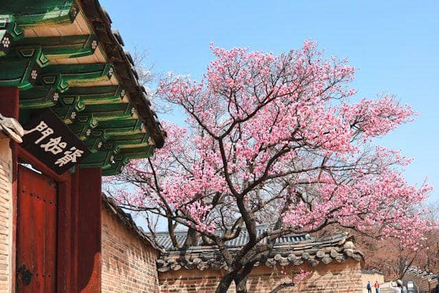 Potret bunga sakura bermekaran di Korea Selatan (unsplash.com/soflightsto)
