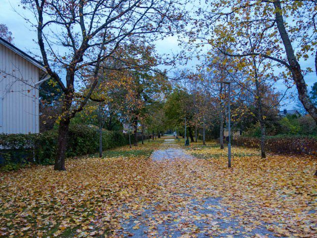 ilustrasi jalan setapak di taman dengan daun di tanah (unsplash.com/Atte Grönlund)