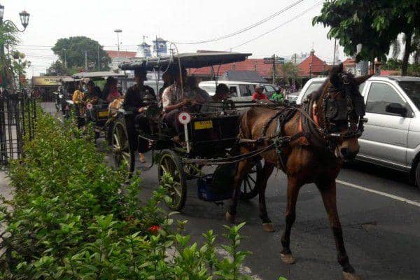 Parkir Andong Bakal Ditata Sebelum Pakaikan Popok ke Kuda | IDN Times Jogja