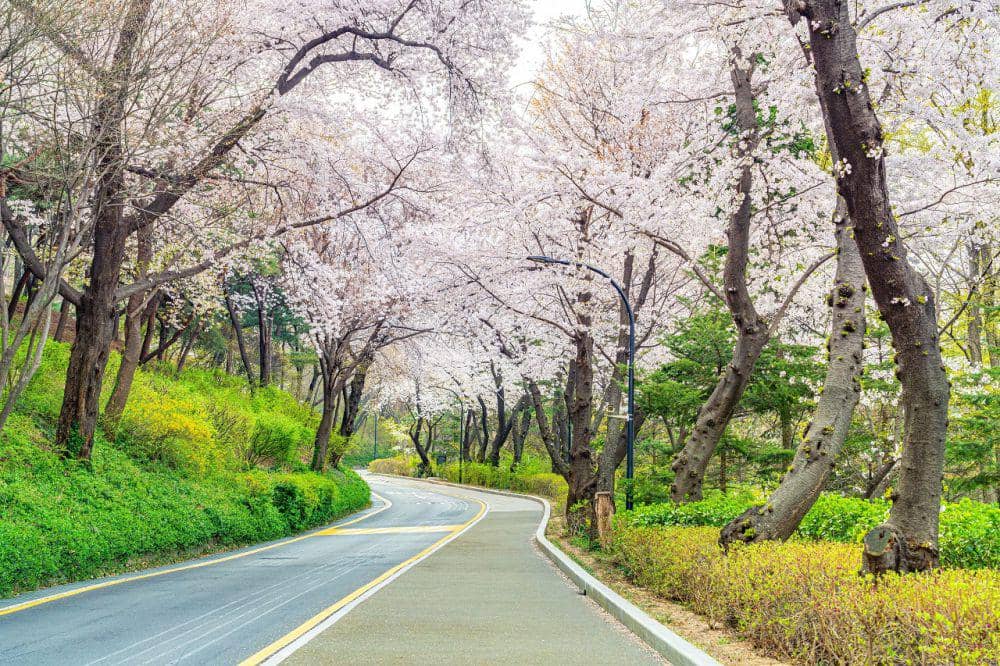 Potret bunga sakura di Namsan Park (english.seoul.go.kr)