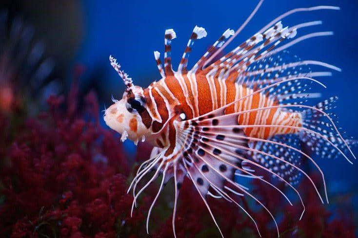 Ikan Paling Berbahaya Jika Dikonsumsi Manusia | IDN Times NTB