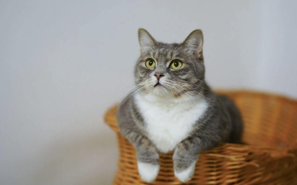 ilustrasi hewan peliharaan (pexels.com/Cats Coming)