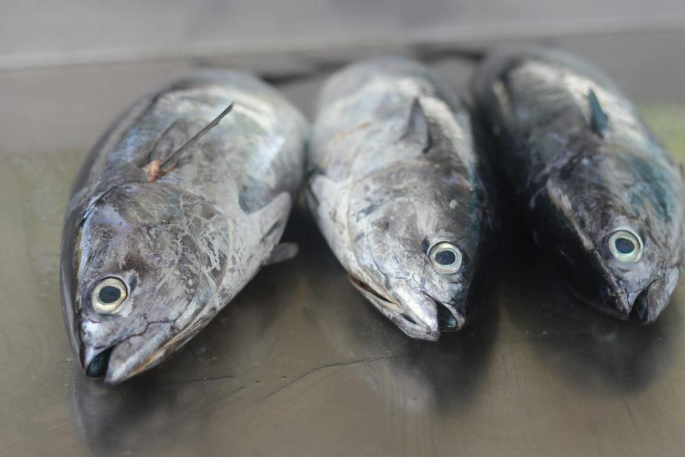 4 Cara Membersihkan Ikan Tongkol, biar Gak Gatal di Lidah