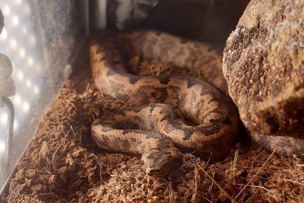 Warna yang gelap memudahkan monopohon berkamuflase (Dokumentasi pribadi)