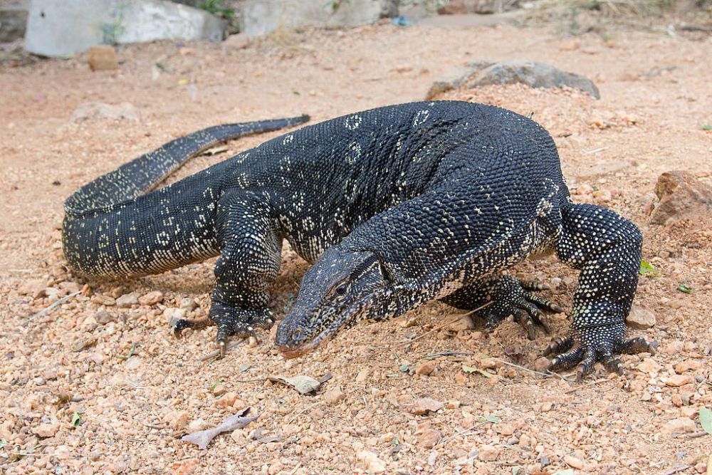 Kenapa Biawak Berpelukan? Ini Alasan dan Penyebabnya!