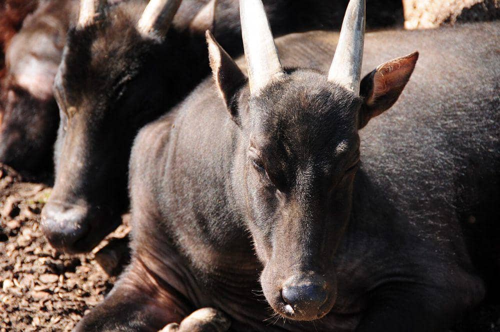 Anoa dataran rendah (commons.wikimedia.org/belgianchocolate)