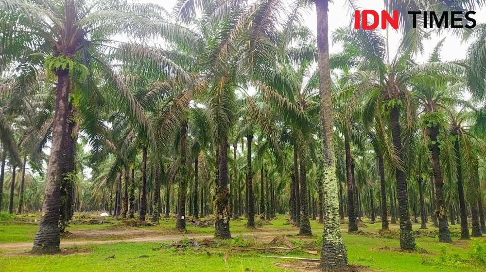 Potret Perkebunan Sawit di Lampung (idntimes/silviana)