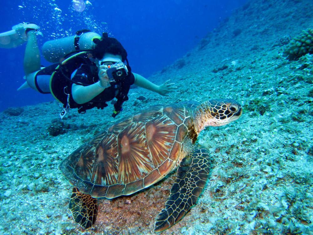 ilustrasi Taman Laut Bunaken (pexels.com/Richard Segal)