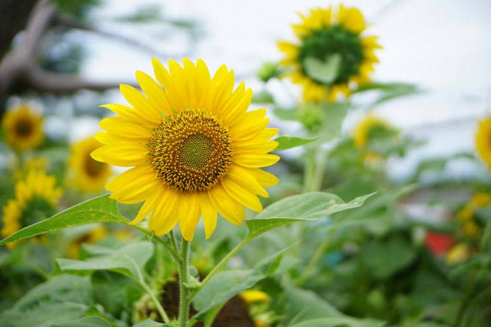 bunga matahari (pexels.com/Abuzayd)