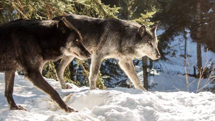 ilustrasi serigala (ffreepik.com/EyeEm)