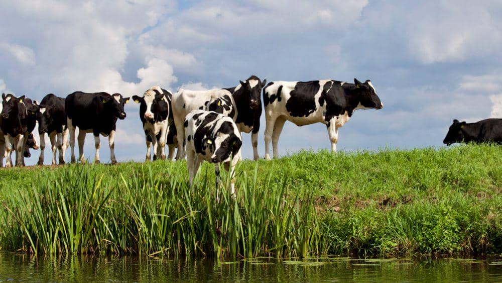 Sapi Real 5 Sapi Termahal di Dunia, Harganya Bikin Geleng Kepala | IDN Times