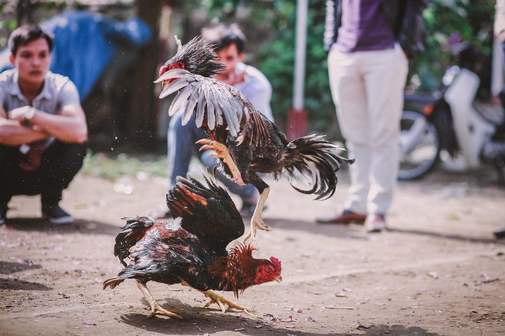 Tajen di Luar Tradisi Tergolong Judi, Gubernur Bali: Tidak Perlu Perda