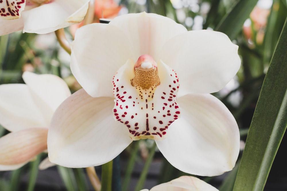 ilustrasi anggrek bulan (freepik.com/freepik)