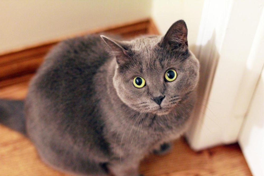 6 Tips Bikin Kucing Peliharaan Gak Rewel saat Ditinggal Pergi