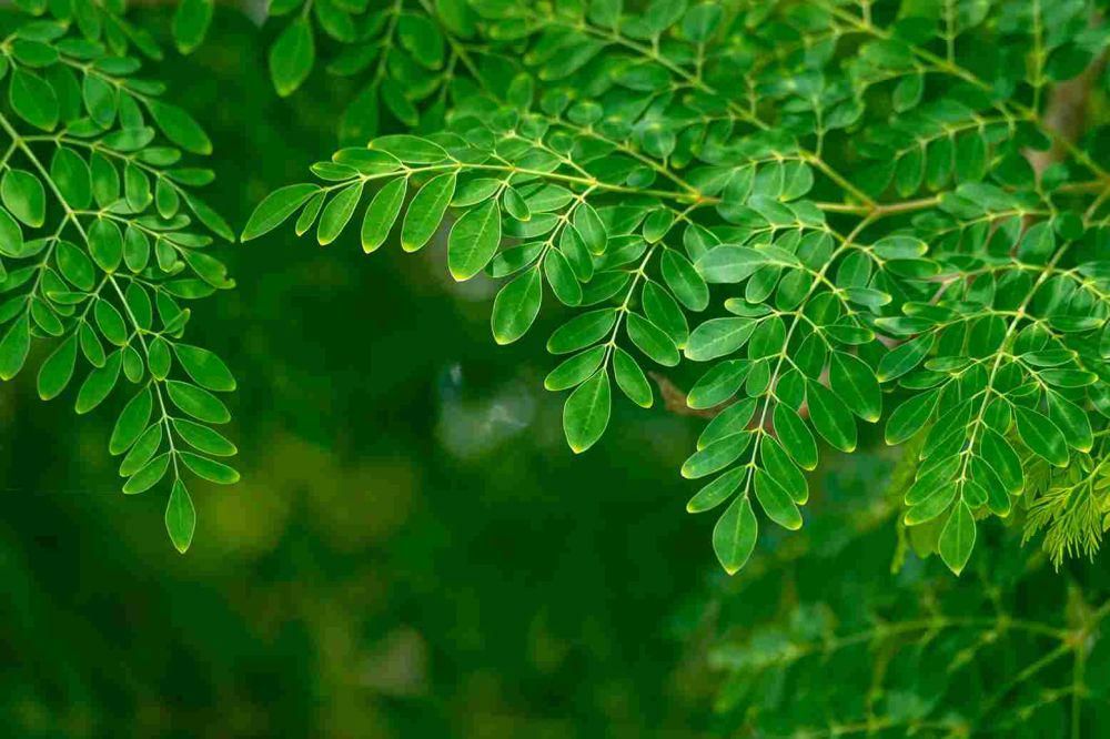 Bikin Gairah Meningkat, Ini 5 Manfaat Daun Kelor buat Vitalitas Pria