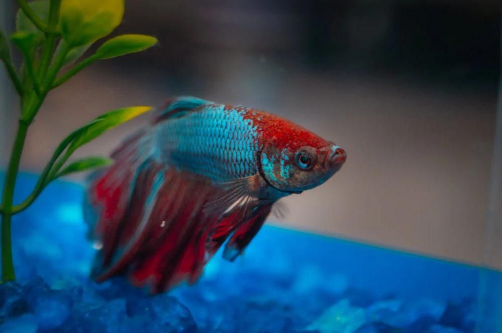 Apakah Ikan Cupang Bisa Makan Nasi? Berikut Anjurannya