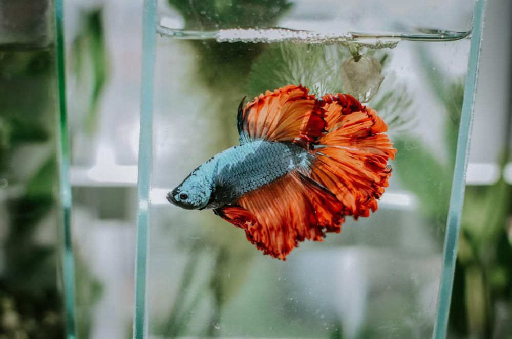 Kenapa Ikan Cupang Mengeluarkan Gelembung? Ternyata Ini Tujuannya!