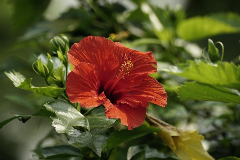 ilustrasi kembang sepatu (pexels.com/Duy Le Duc)