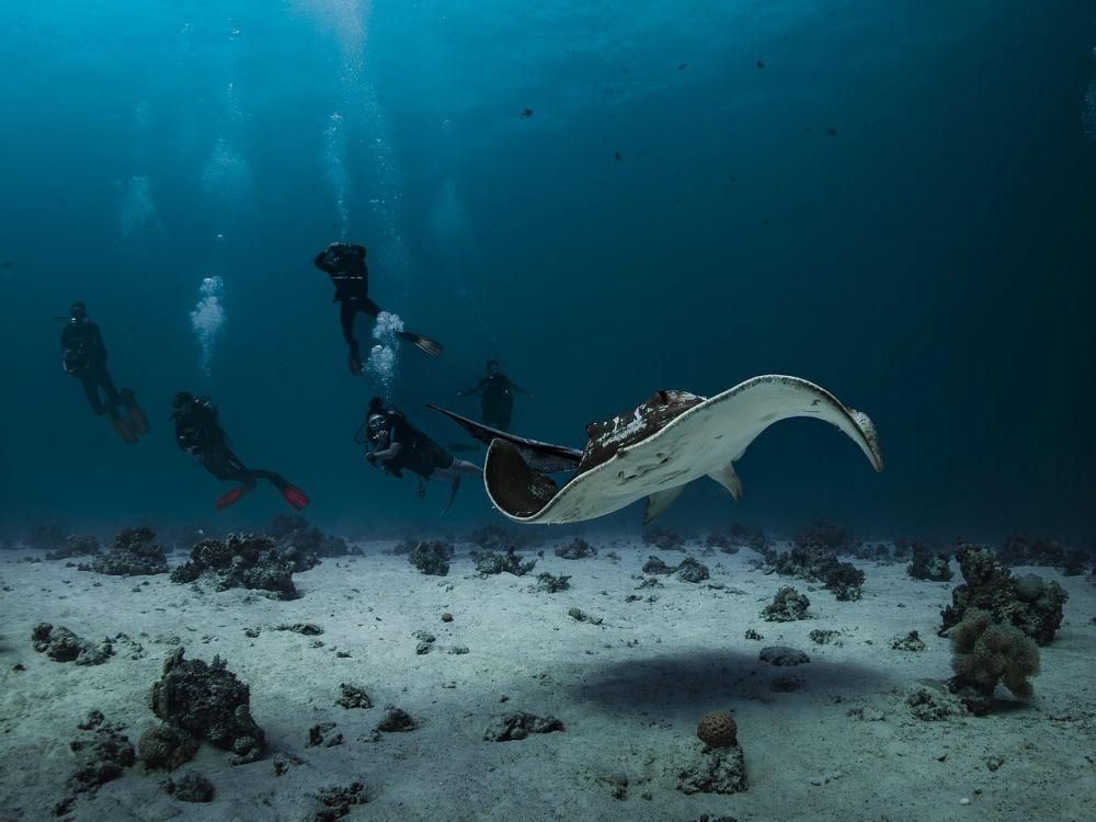 Ilustrasi laut (Pexels.com/Franziska_Stier)