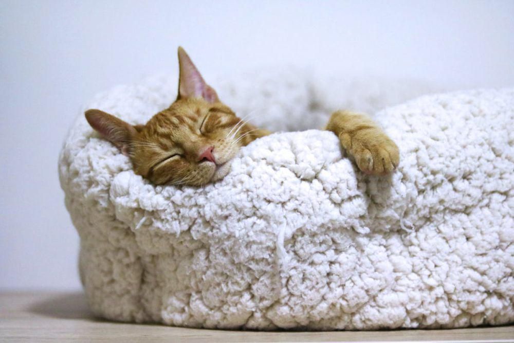 Studi: Kucing Lebih Cenderung Tidur Miring ke Kiri