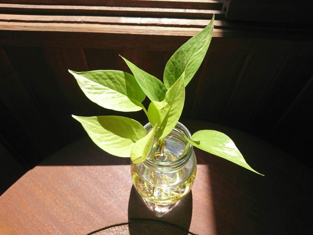 ilustrasi tanaman hias yang tumbuh dengan media air (unsplash.com/Lhar Capili)