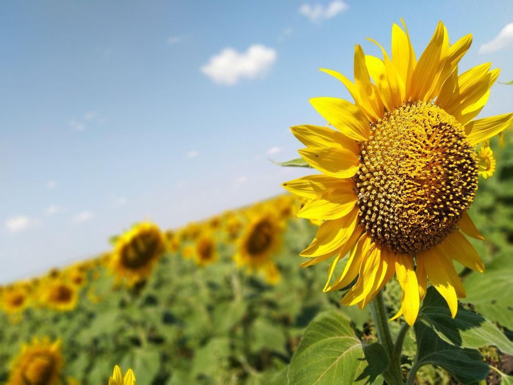 Ilustrasi Taman Bunga Matahari (https://pixabay.com/users/vinista-24431342/)