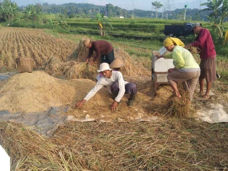 Bulog Jabar Serap 468.061 Ton Gabah, Tertinggi Kedua Nasional