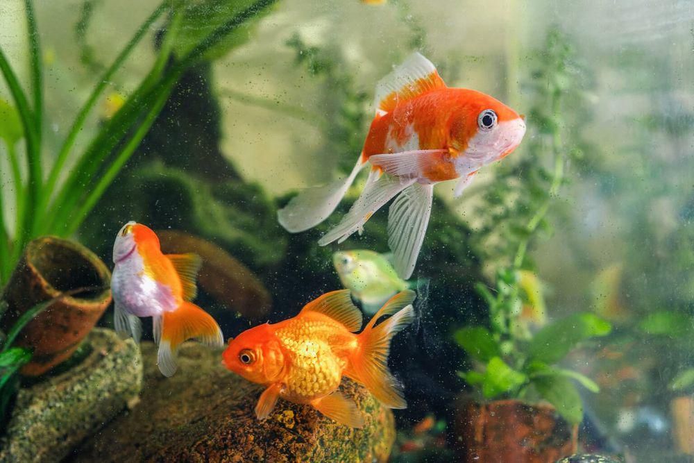 Apakah Ikan Tidur? 5 Fakta Unik tentang Tidurnya Ikan yang Jarang Diketahui