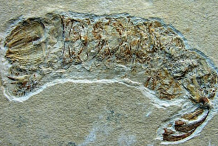 potret fosil udang mantis (commons.wikimedia.org/Shane T. Ahyong and Simon N. Jarman)