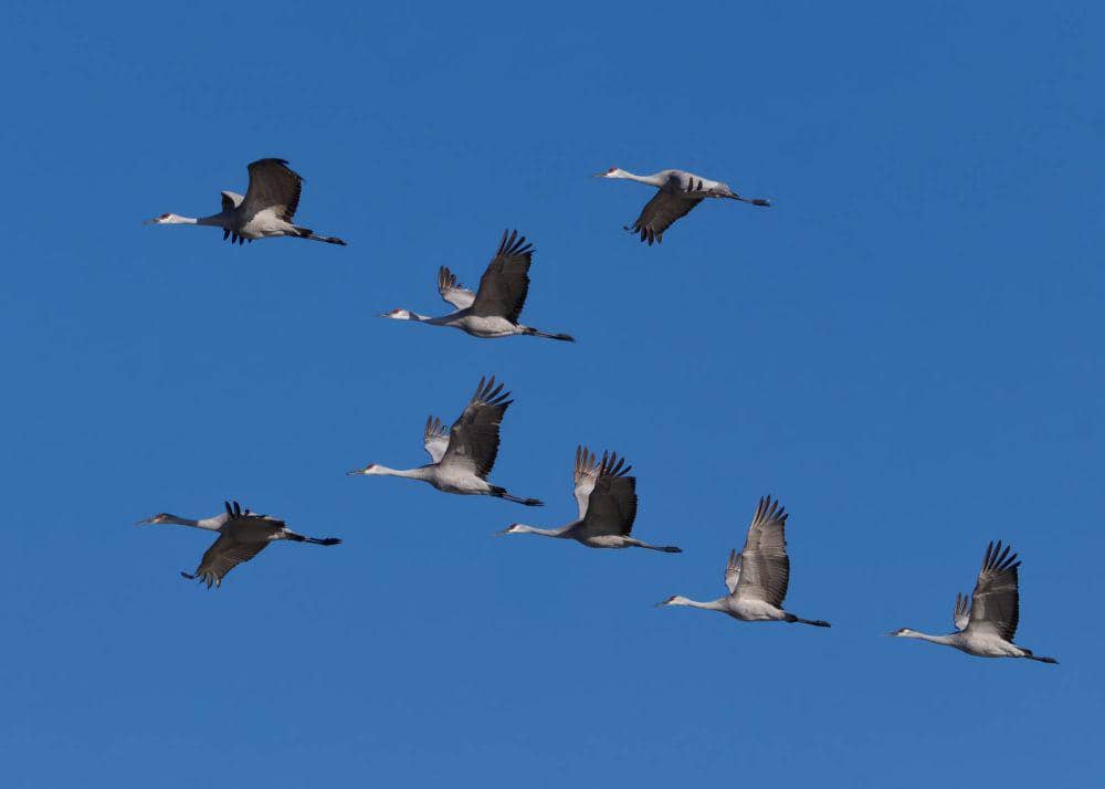 ilustrasi migrasi burung (pexels.com/A. G. Rosales)